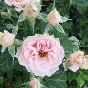 Meet your Posher, Rachel